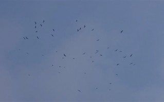 东北出现罕见鹰柱、鹰河奇景：100多只老鹰组队