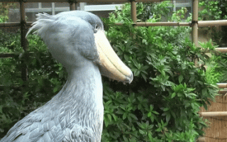 鸟中“哈士奇” 鲸头鹳到底有多2？开眼界了