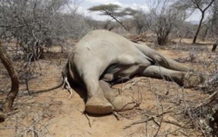 肯尼亚205头大象死亡 罪魁祸首是非洲所有动物、植物“天敌”