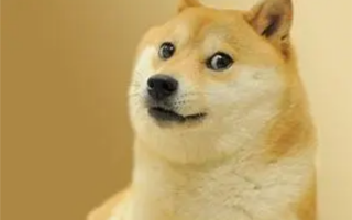 Doge表情包原型柴犬患白血病和肝病：情况糟糕、生命危险