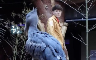 世界第一大傻鸟 鲸头鹳爱上了饲养员 还为他筑巢