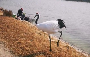 男子钓鱼偶遇丹顶鹤“蹭饭”：直言仙气飘飘 聪明到吃前把鱼洗干净