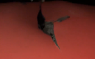 女子跑车刚买半年被16岁学生划破顶棚：家长回应惹网友群批