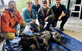 加拿大发现3.5万年前猛犸象幼崽：亡时1个月大、已成木乃伊