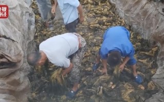 四川一地再现土坑酸菜 工人用脚踩 网友无奈：眼不见为净