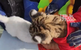 野性觉醒！动物园办虎兔交接仪式：兔子差点成“盘中餐”