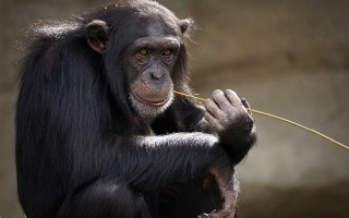 研究表明猴子或将很快到地面生活：这是要进化挑战人类吗？