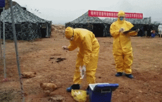 7700万家禽遭捕杀！传播了26年的禽流感 为何毒性没减弱？