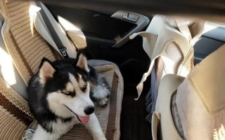成都一女子拼车拼到哈士奇上热搜 网友直呼可爱：网约车能带宠物？