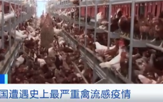 美国遭史上最严重禽流感疫情：超5000万只禽鸟死亡 火鸡短缺