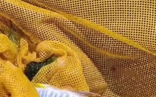 杭州发现鱼类新物种苕溪鱲：通体散发宝蓝色金属光泽