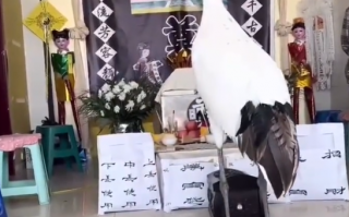 87岁老人去世灵堂飞来“仙鹤”引质疑 官方：丹顶鹤用殡葬服务不可能存在