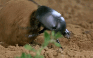 屎壳郎为啥这么挑食？