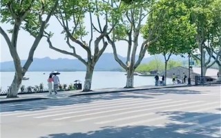 断桥垂柳变断桥月季？西湖回应：优化景观效果 会再种上去