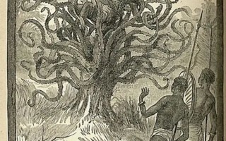 非洲部落活人献祭的食人树：真的存在吗？