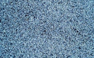 世界第二大渔船渔网漏了 超10万条死鱼漂浮海面 壮观如地摊