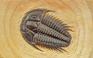 想不想把自己变成化石？还挺难