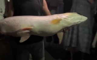 男子湘江边钓到68斤鱤鱼：俗称“水老虎”！网友：已经想到了一万种吃法