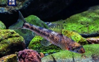 全球新物种：瓯江小鳔鮈 全长不超过10cm的小型鱼类