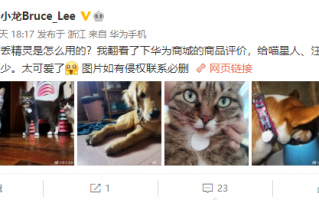 N多喵星人、汪星人喜提华为防丢精灵：画面萌翻