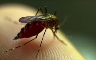 科学家设计出新型蚊子：寿命缩短、无法传播疟疾
