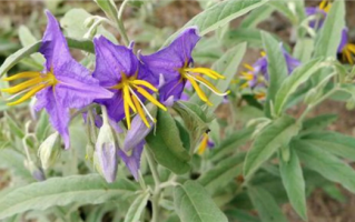 陕西咸阳发现美洲毒草银毛龙葵：全身带毒 有严重危害