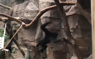 史上最丝滑 长臂猿两秒进化成人：视觉错位拍摄而成