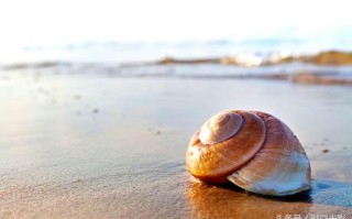 活化石有哪些,被称为活化石的野生动物介绍