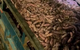 女子驱车3小时连夜到烟台捞海肠收获满满：还有女子沙滩捡30斤虾