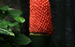 国内首次！国家植物园巨魔芋结实 密密麻麻真好看