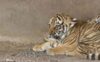 河北老人养老虎22年：被吃掉数千万家产！