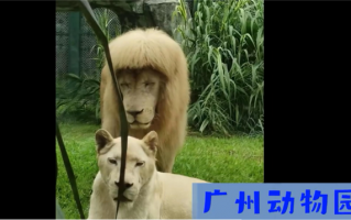 广州“齐刘海”狮子换“大背头” 微信：百万人在视频号围观