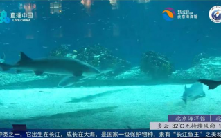 恐龙同时代的生物！10万网友打卡中华鲟直播