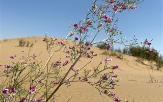 中国是全球森林增长最多国家！大气质量改善最快