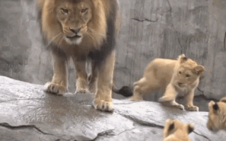 交配3000次才能养大一只！草原一哥狮子咋这么难？