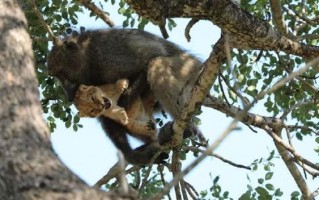 经常抱走狮子和猎豹幼崽 动物界“偷娃狂魔”狒狒为何要这么干？