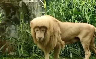 笑死！广州狮子留了个齐刘海 它自己打理的