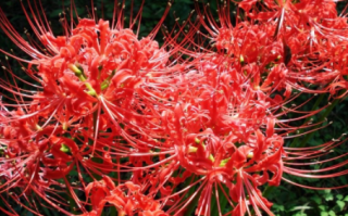 十大寓意不幸的花 十大寓意不幸不吉利的花是什么