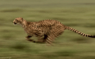 跑得比猎豹快的机器人来了！还能游泳跳跃、大小仅为毫米级