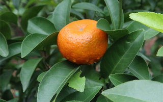 男童吃完沙糖桔喝酸奶住进医院 到底能不能一起吃？