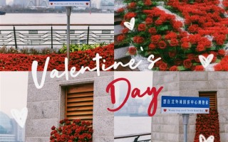 浪漫之极！杭州地铁口等地现玫瑰瀑布：情人节鲜花卖到1200元