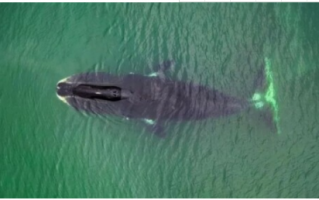 世界上寿命最长的动物 世界上寿命最长的十大动物